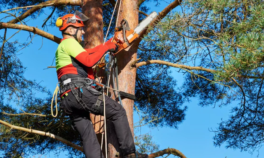 Professional Tree Removal in Largo, FL: Careful Planning for Your Property